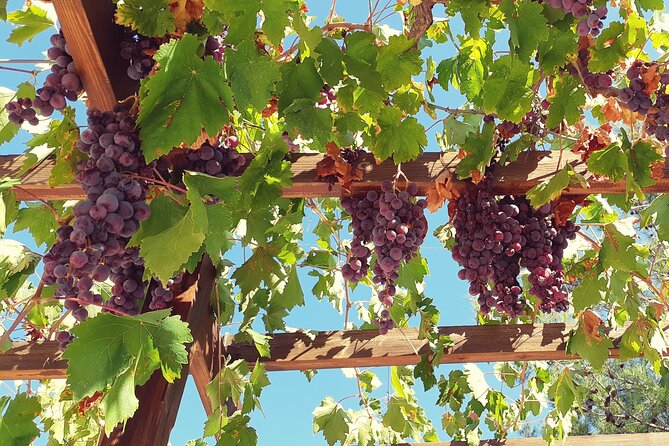 The Grape Escape: Troodos Mountains Thru Wine Small Group Tour 7hrs - Highlights