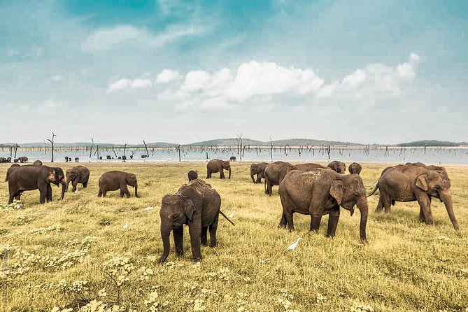 The Great Elephant Gathering Private Safari From Minneriya - Pickup and Departure Information