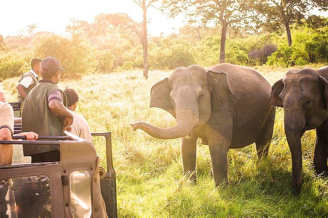 The Great Elephant Gathering Private Safari From Minneriya - Wildlife Encounter