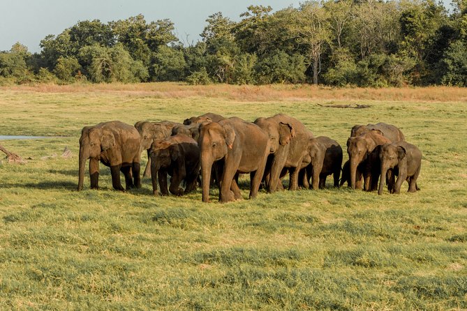 The Great Elephant Gathering Private Safari From Minneriya - Customer Review and Rating