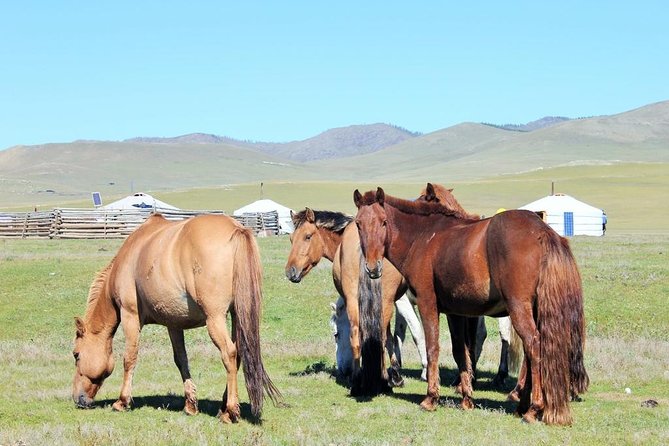 The Great Loop, Khövsgöl, Arkhangay and Gobi 17 Days - Included Meals and Beverages