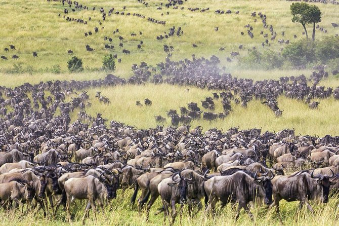 The Great Wildebeest Migration - What to Pack