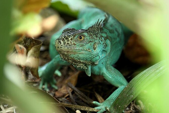 The Green Planet Dubai - Pickup and Transportation