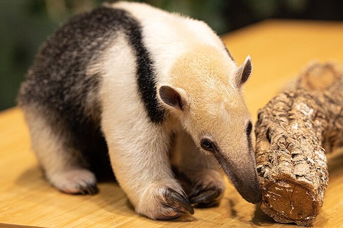 The Green Planet Dubai Tickets With Transfers - Common Questions