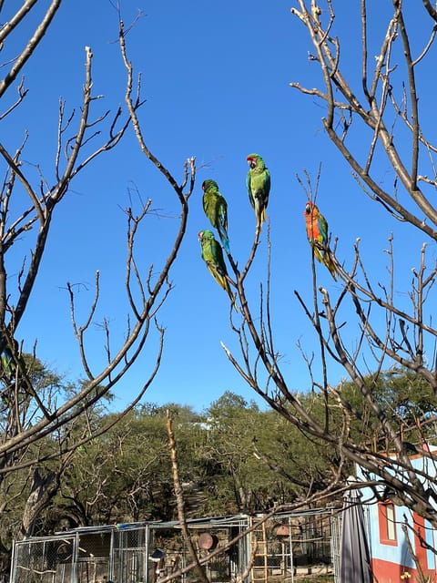 The Guacamaya Experience From San Luis Potosí - Good To Know
