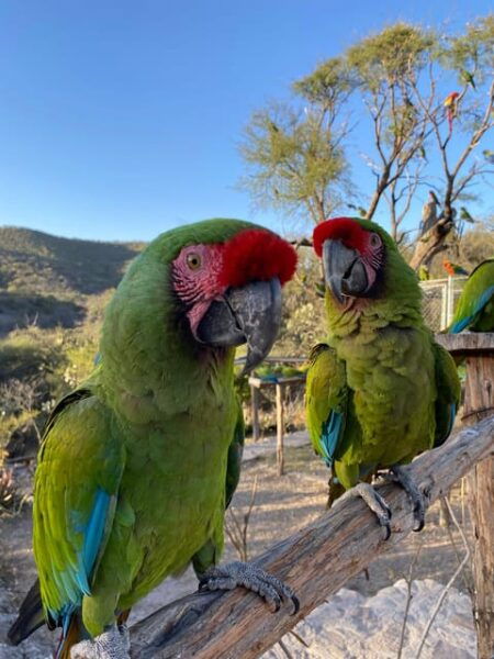 The Guacamaya Experience From San Luis Potosí - Booking and Availability