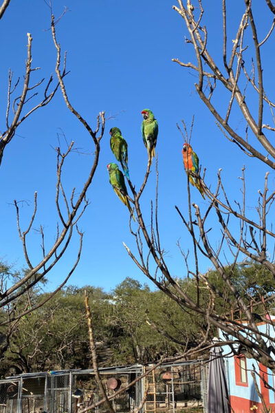 The Guacamaya Experience From San Luis Potosí - Frequently Asked Questions