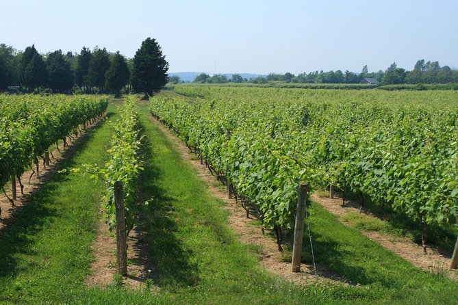 The Hamptons and Long Island Wineries Private Tour - Explore Wineries in the North Fork