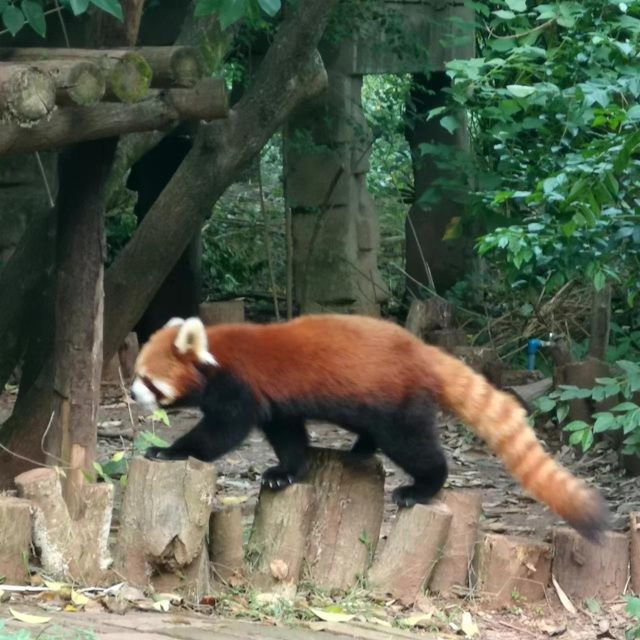 The Hidden Gems of China: Chengdu-Xian-Yunnan Tour (9D8N) - Price and Inclusions