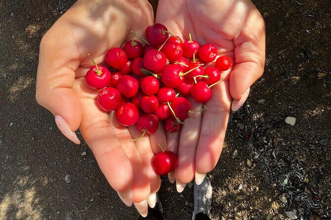 The Hidden Gems of Curacao - Photo Stop at Williwood Sign & Flamingo Spotting
