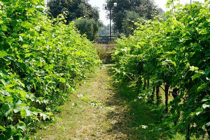 The history of Amarone: tour and vertical tasting of 3 decades - FAQs