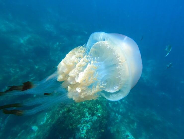 The Horseshoe: Guided Kayak Tour and Snorkel Excursion - Activity Details