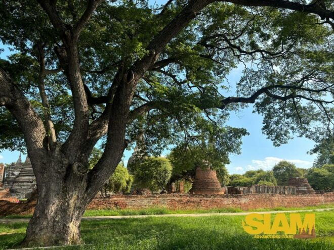 The Incredible Ayutthaya Ancient Temple Tour : From Bangkok - Historical Significance