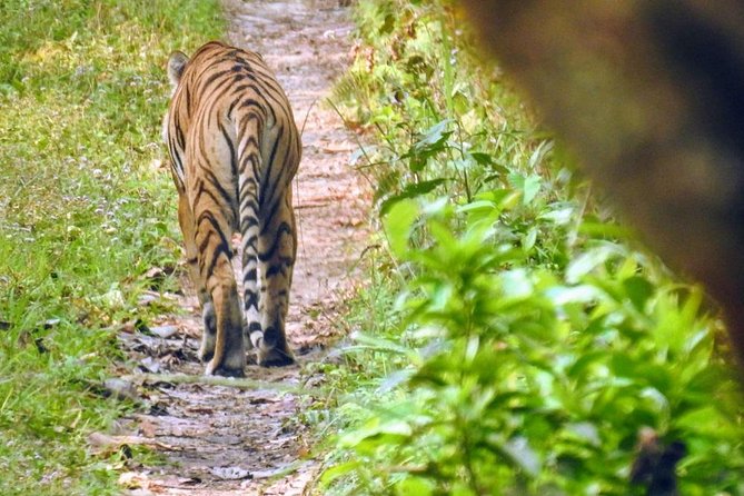 The Jungle Adventure - Duration and Location