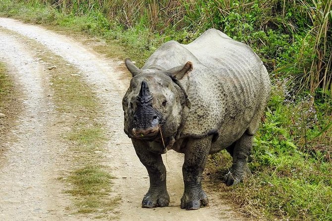 The Jungle Adventure - Price and Booking Information