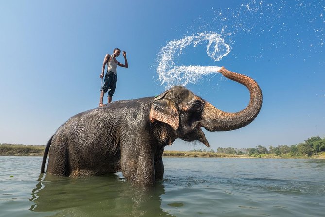 The Jungle Adventure - Additional Information