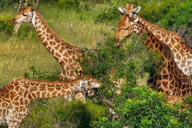 The Kruger National Park - Full Day Tour - Tour Highlights