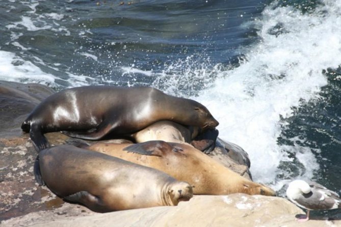 The La Jolla Tour - The Sum Up