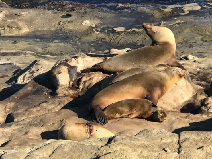 The La Jolla Tour - Booking and Logistics