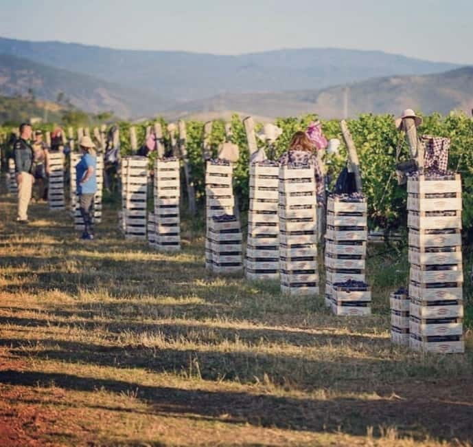 The largest winery in Montenegro: private tour & transport - Good To Know