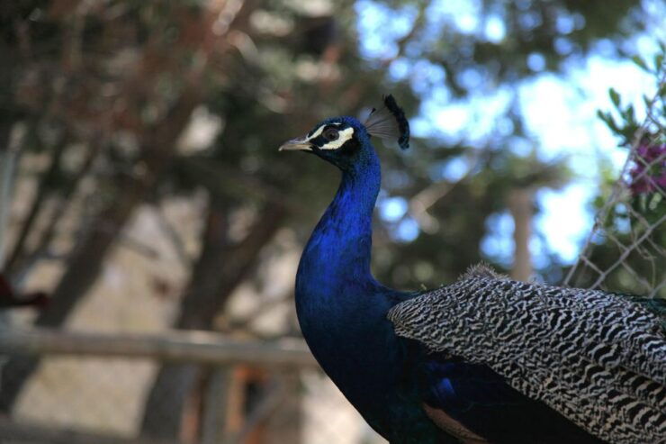 The Limestone Heritage Park and Gardens (Entry Ticket) - Visitor Experience