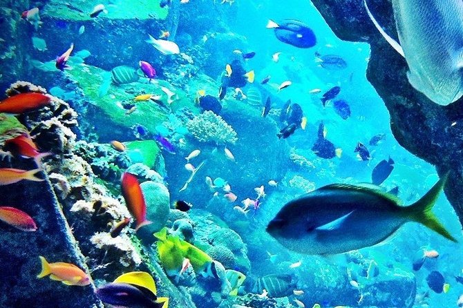 The Lost Chamber Atlantis Dubai on Sharing Transfer - Booking Information