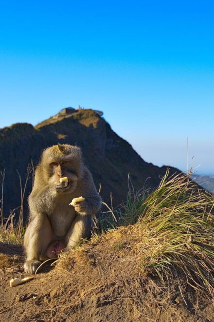 The Magic of Kintamani Sunrise Trek - Important Safety Information