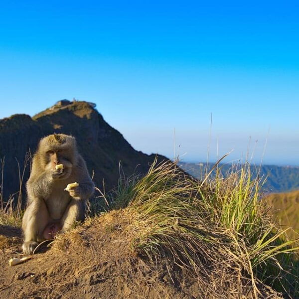 The Magic of Kintamani Sunrise Trek - Booking and Pricing