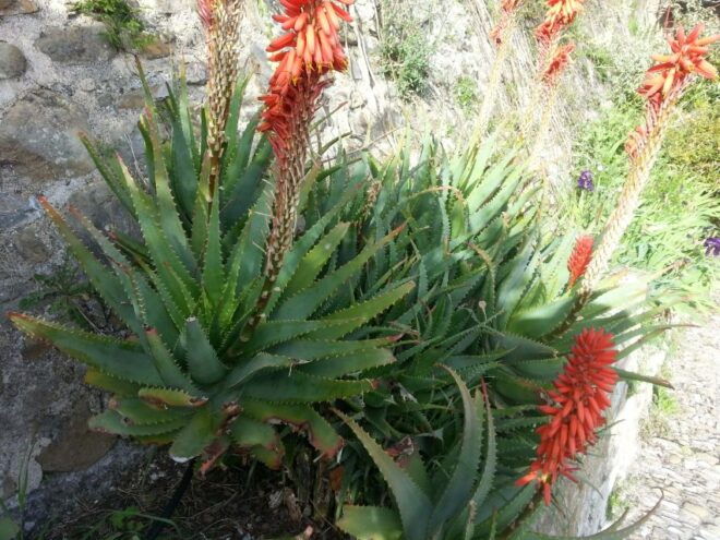 The Magic of the French Riviera: Full-Day Guided Tour - Customer Reviews