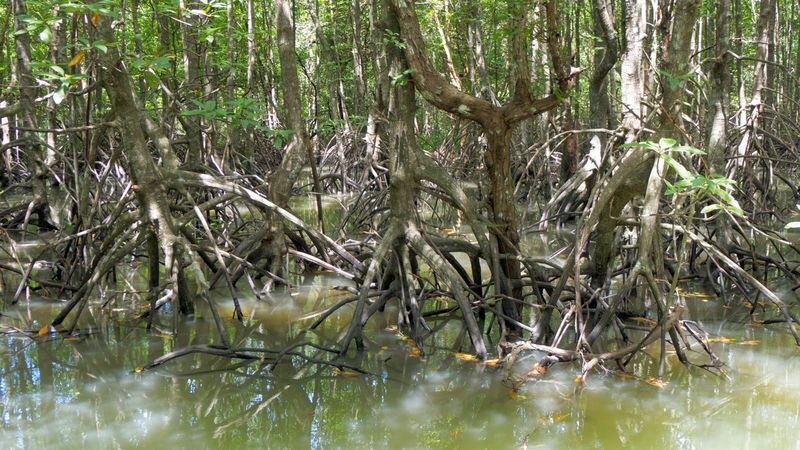 The Mangrove Boat Tour in Krabi - Price, Lunch and What You Get