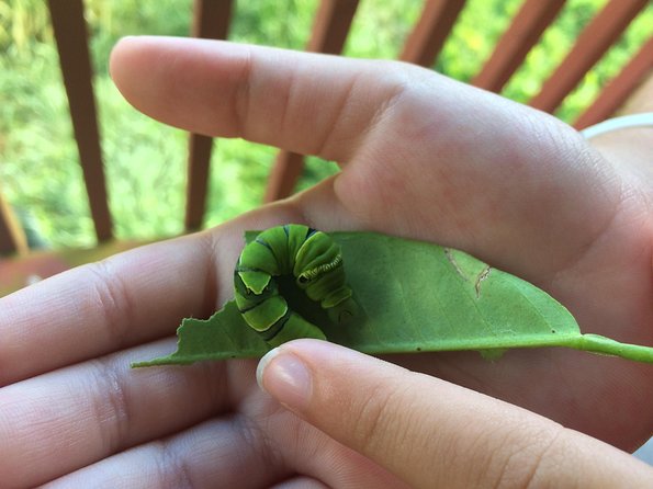 The Maui Butterfly Farm Tour! - Meeting and Pickup Information