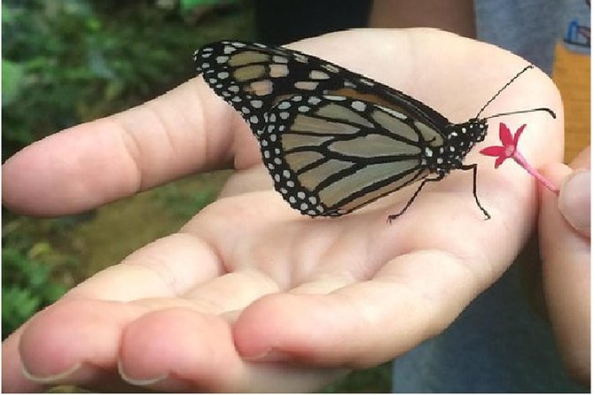 The Maui Butterfly Farm Tour! - Tour Details