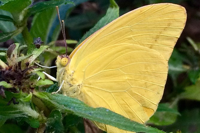 The Maui Butterfly Farm Tour! - Additional Information