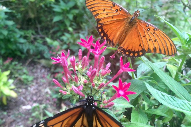 The Maui Butterfly Farm Tour! - Viator Help Center and Booking Details