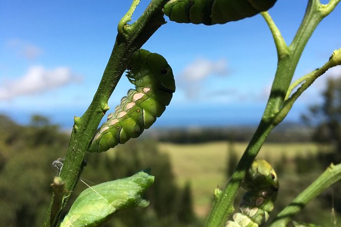 The Maui Butterfly Farm Tour! - Likely to Sell Out