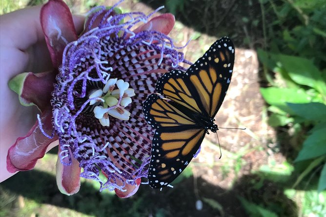 The Maui Butterfly Farm Tour! - From .99