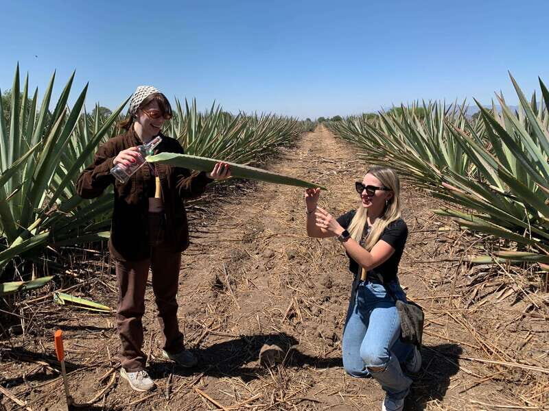 The Mezcal Journey - An Overview of the Tour Experience