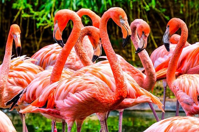 The Miami Sightseeing Flex Pass: 15 Attractions Hop on Hop off - Visit Iconic Miami Beach