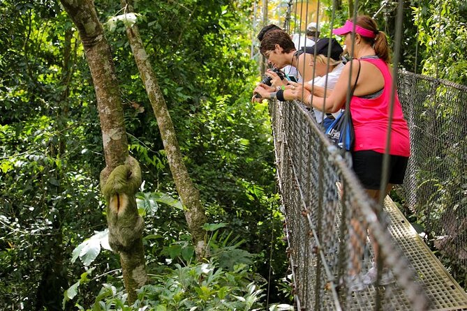 The Mistico Hanging Bridges - Overview of Mistico Hanging Bridges
