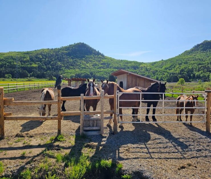 The Montagnarde: Guided Horseback Ride on Mountain Trails. - Good To Know