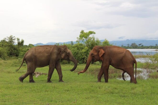 The Most Beautiful Places in Sri Lanka 3 Days Tour - Day 2 Itinerary Highlights