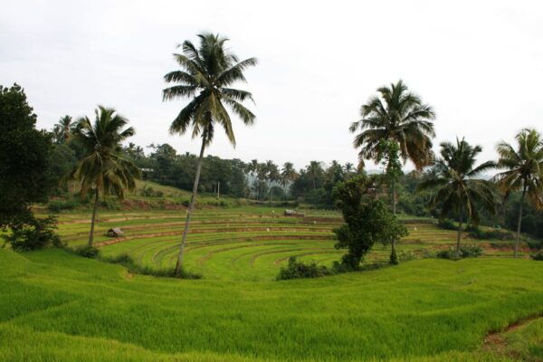 The Most Beautiful Places in Sri Lanka 3 Days Tour - Royal Botanic Gardens