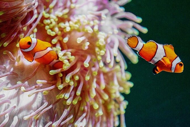 The National Aquarium Abu Dhabi - Additional Information and Guidelines