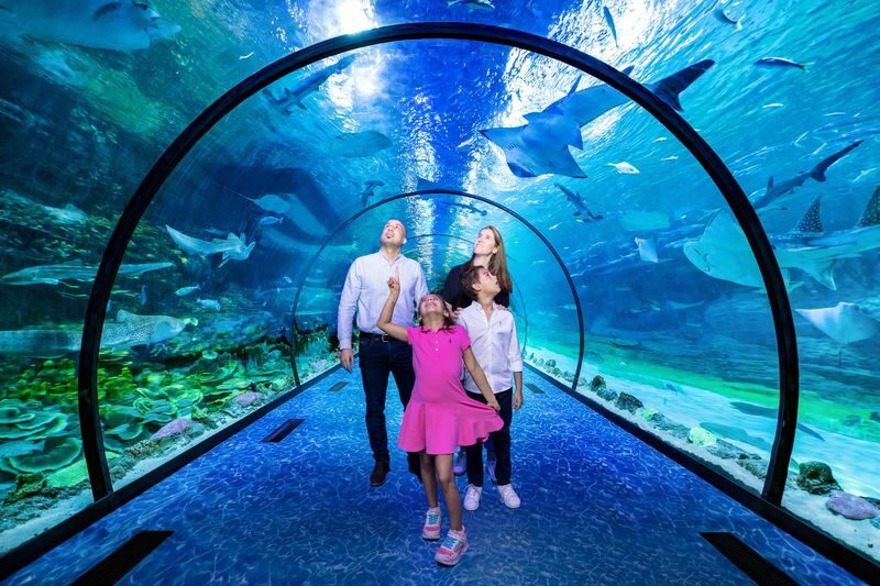 The National Aquarium Abu Dhabi Ticket - Key points before you book