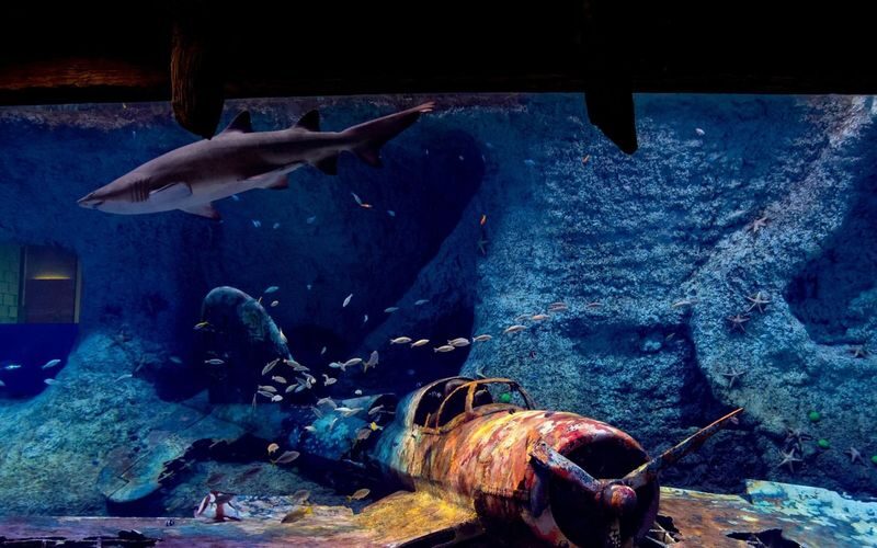 The National Aquarium Abu Dhabi Ticket - Choosing the right ticket for the money
