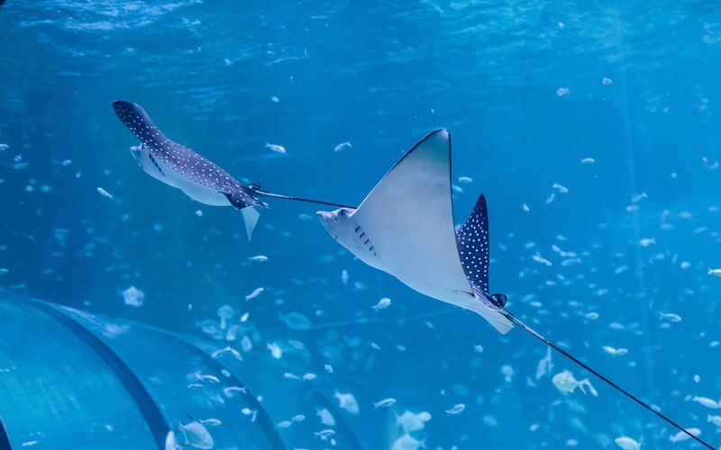The National Aquarium Abu Dhabi Ticket - Who should make time for it