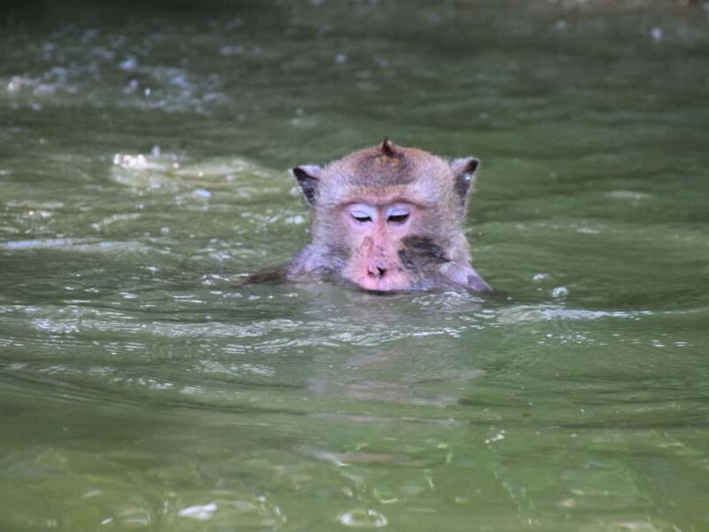 The Nature BKK: Boat to Mangrove & Train to Maeklong Market - The Sum Up