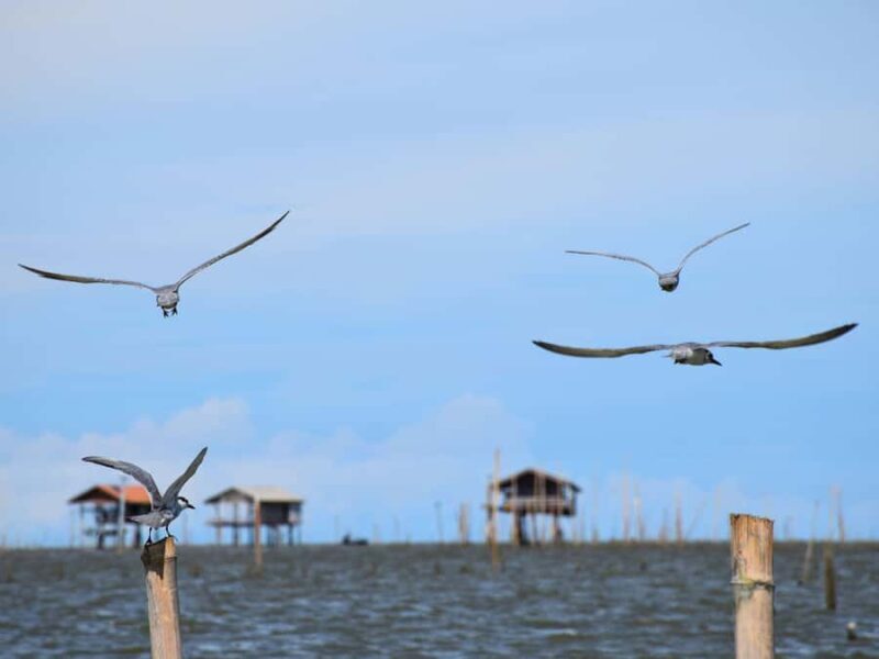 The Nature BKK: Boat to Mangrove & Train to Maeklong Market - Good To Know  