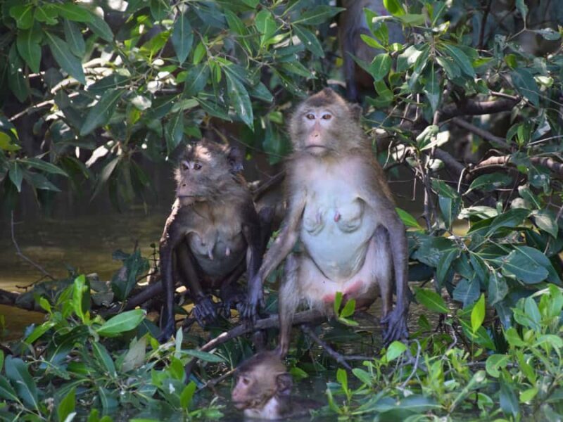 The Nature BKK: Boat to Mangrove & Train to Maeklong Market - The Experience in Detail  