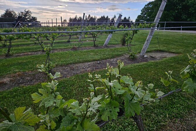 The NON BUS Torch Lake Traverse City Area Wine Tour - Who Should Consider This Tour?